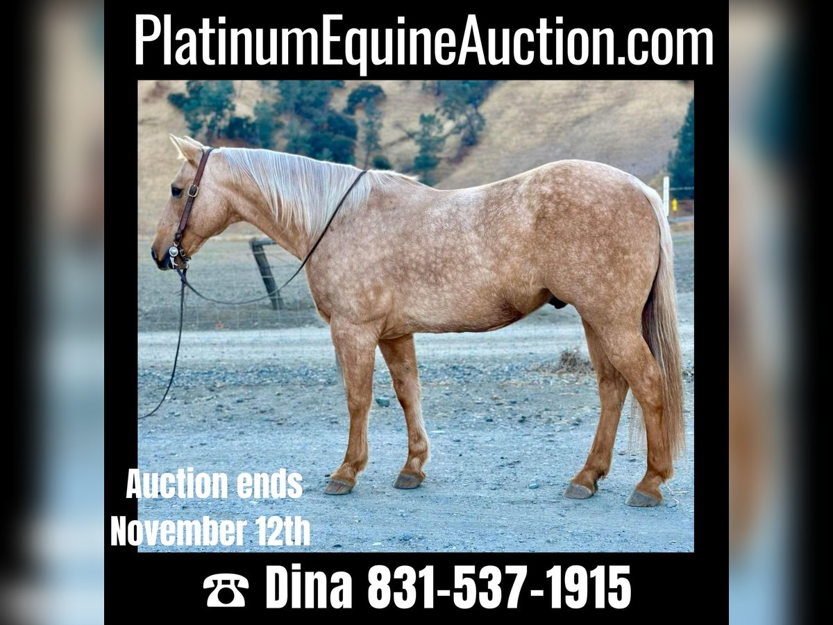 Quarter horse américain Hongre 13 Ans 150 cm Palomino in Paicines CA