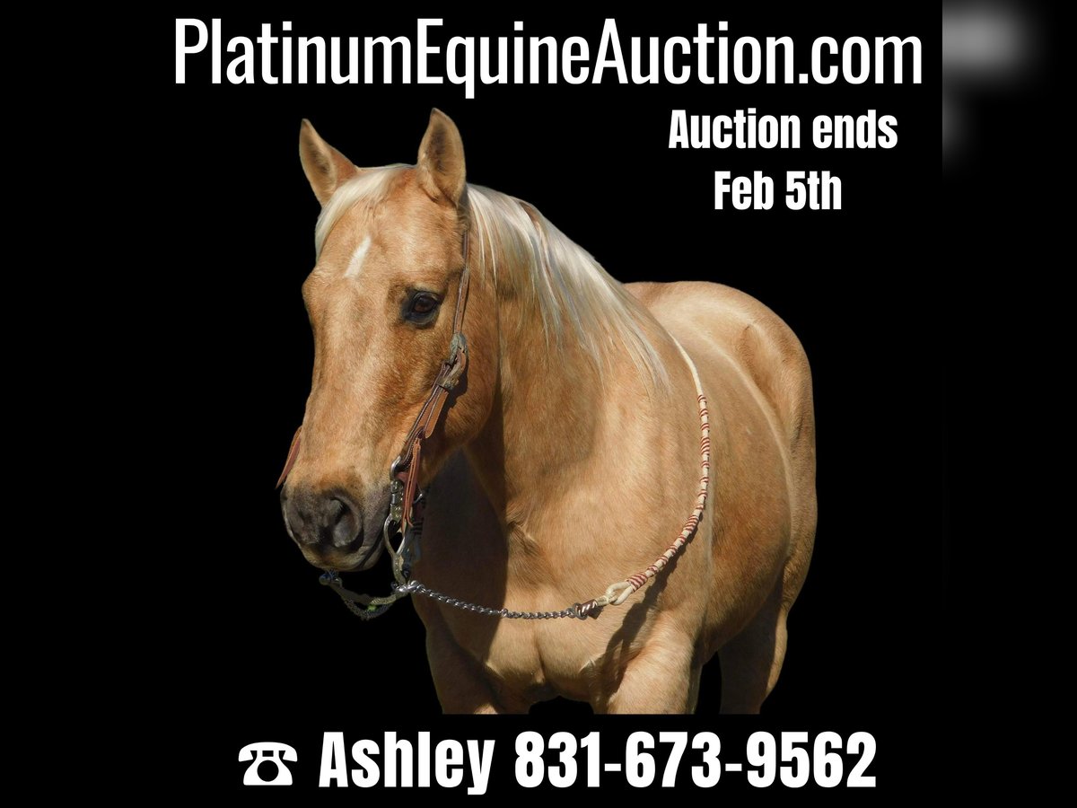 Quarter horse américain Hongre 13 Ans 150 cm Palomino in Paicines CA