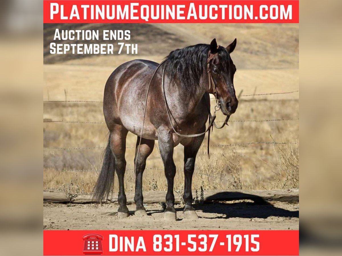 Quarter horse américain Hongre 13 Ans 150 cm Roan-Bay in Paicines CA