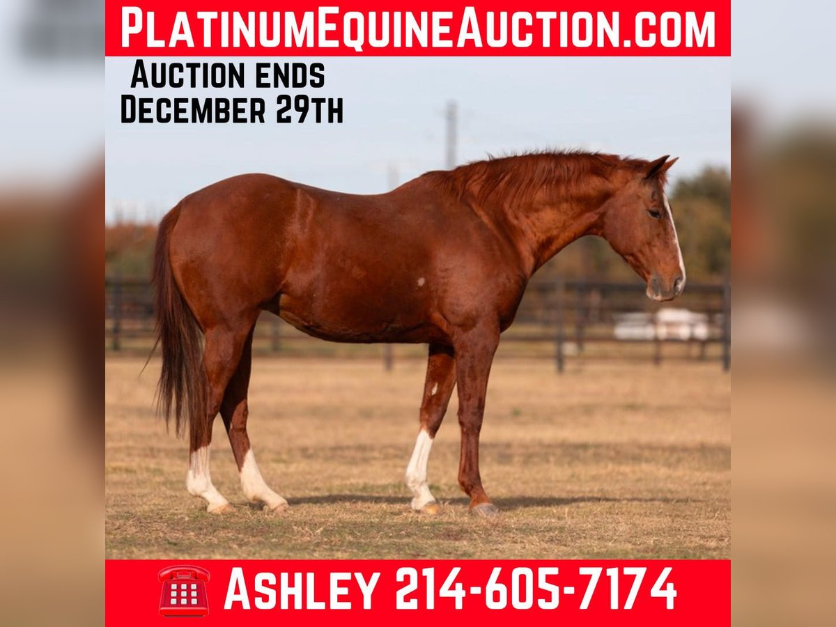 Quarter horse américain Hongre 13 Ans 152 cm Alezan brûlé in Weatherford TX