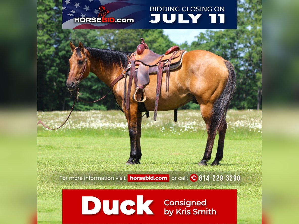 Quarter horse américain Croisé Hongre 13 Ans 152 cm Buckskin in Clarion, PA