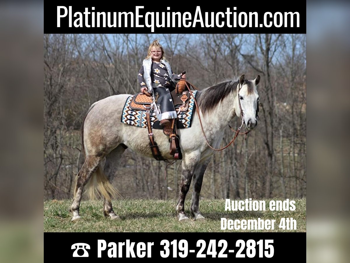 Quarter horse américain Hongre 13 Ans 152 cm Gris pommelé in Brodhead Ky