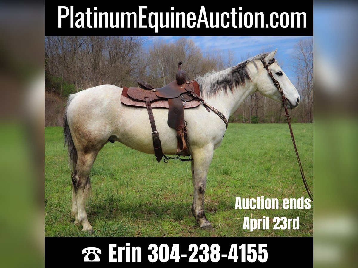 Quarter horse américain Hongre 13 Ans 152 cm Gris in Hillsboro KY