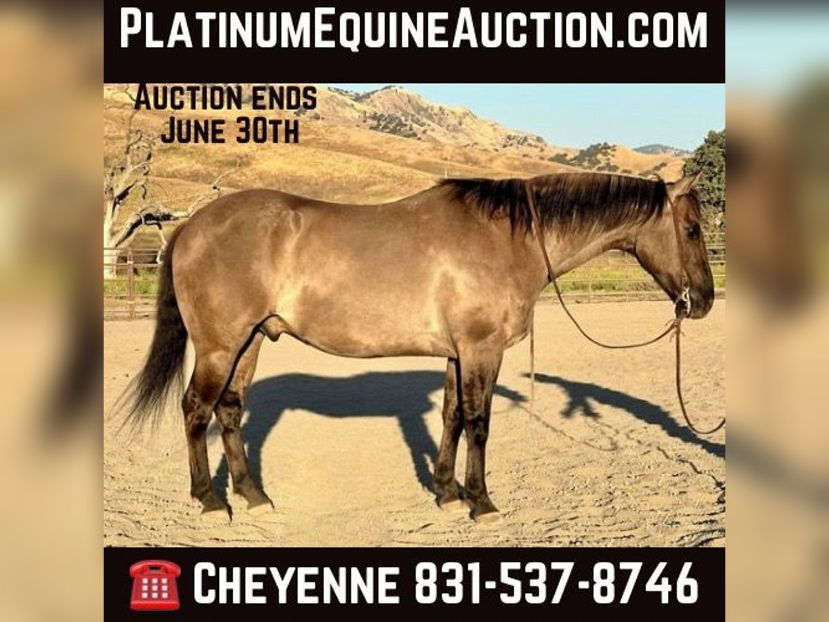 Quarter horse américain Hongre 13 Ans 152 cm Grullo in BITTERWATER, CA