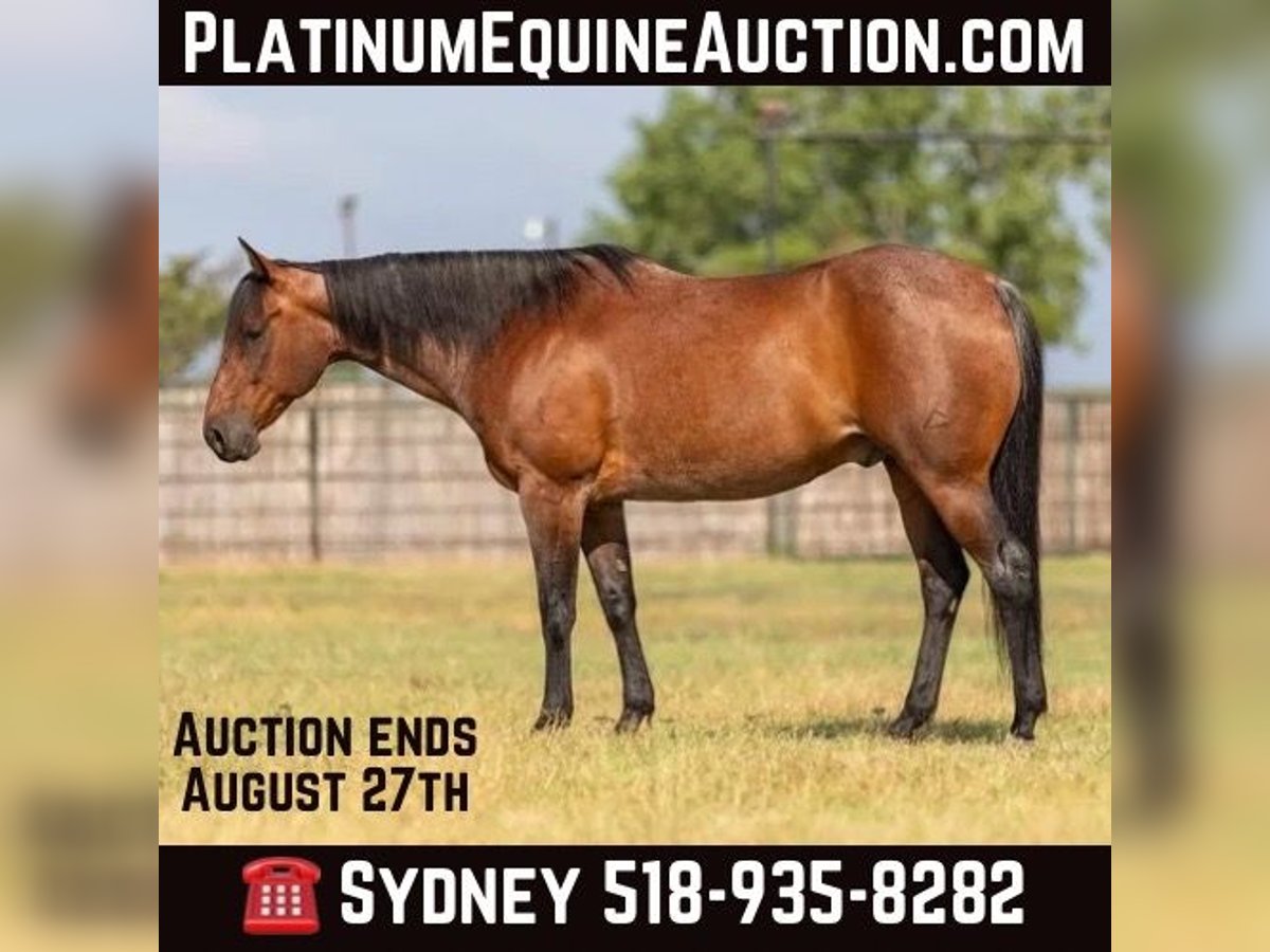 Quarter horse américain Hongre 13 Ans 152 cm Roan-Bay in Granbury TX