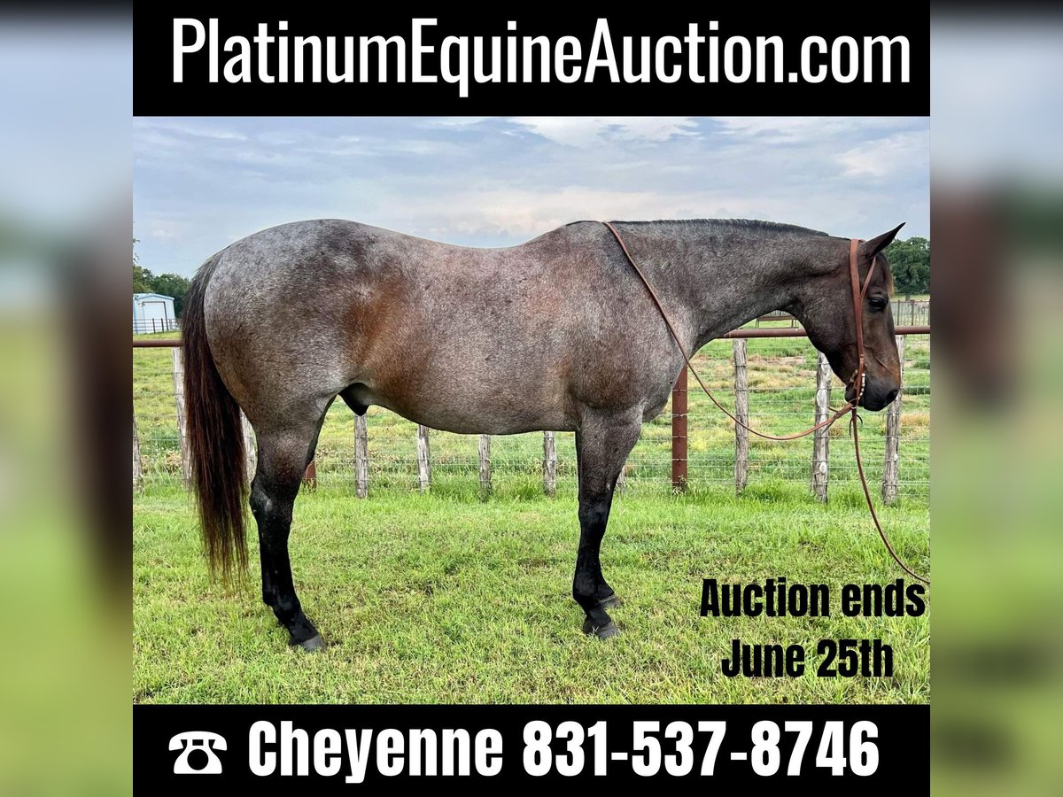 Quarter horse américain Hongre 13 Ans 152 cm Rouan Bleu in Weatherford TX