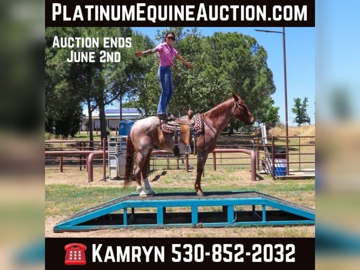 Quarter horse américain Hongre 13 Ans 152 cm Rouan Rouge in Pleasant Grove CA