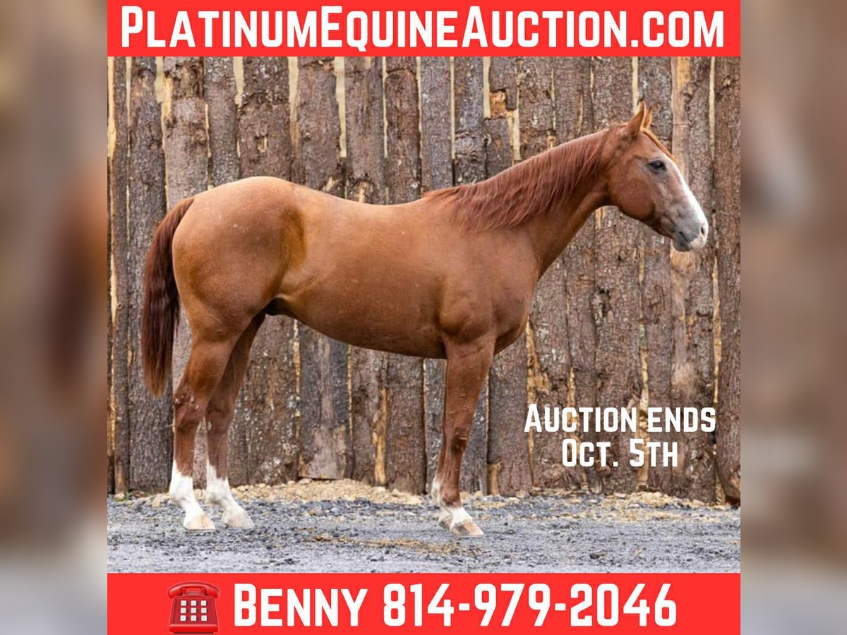 Quarter horse américain Hongre 13 Ans 155 cm Alezan brûlé in Everett PA
