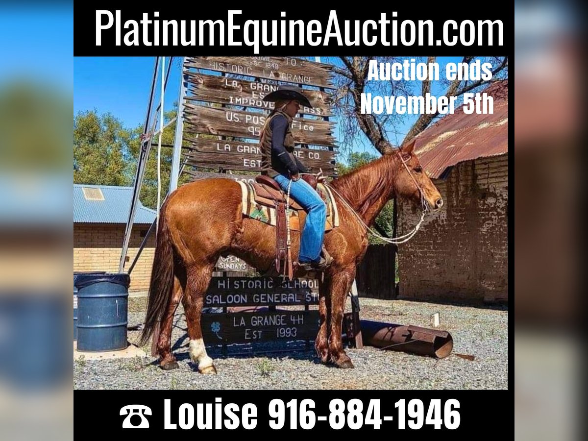 Quarter horse américain Hongre 13 Ans 155 cm Champagne in Sulfar Springs, TX