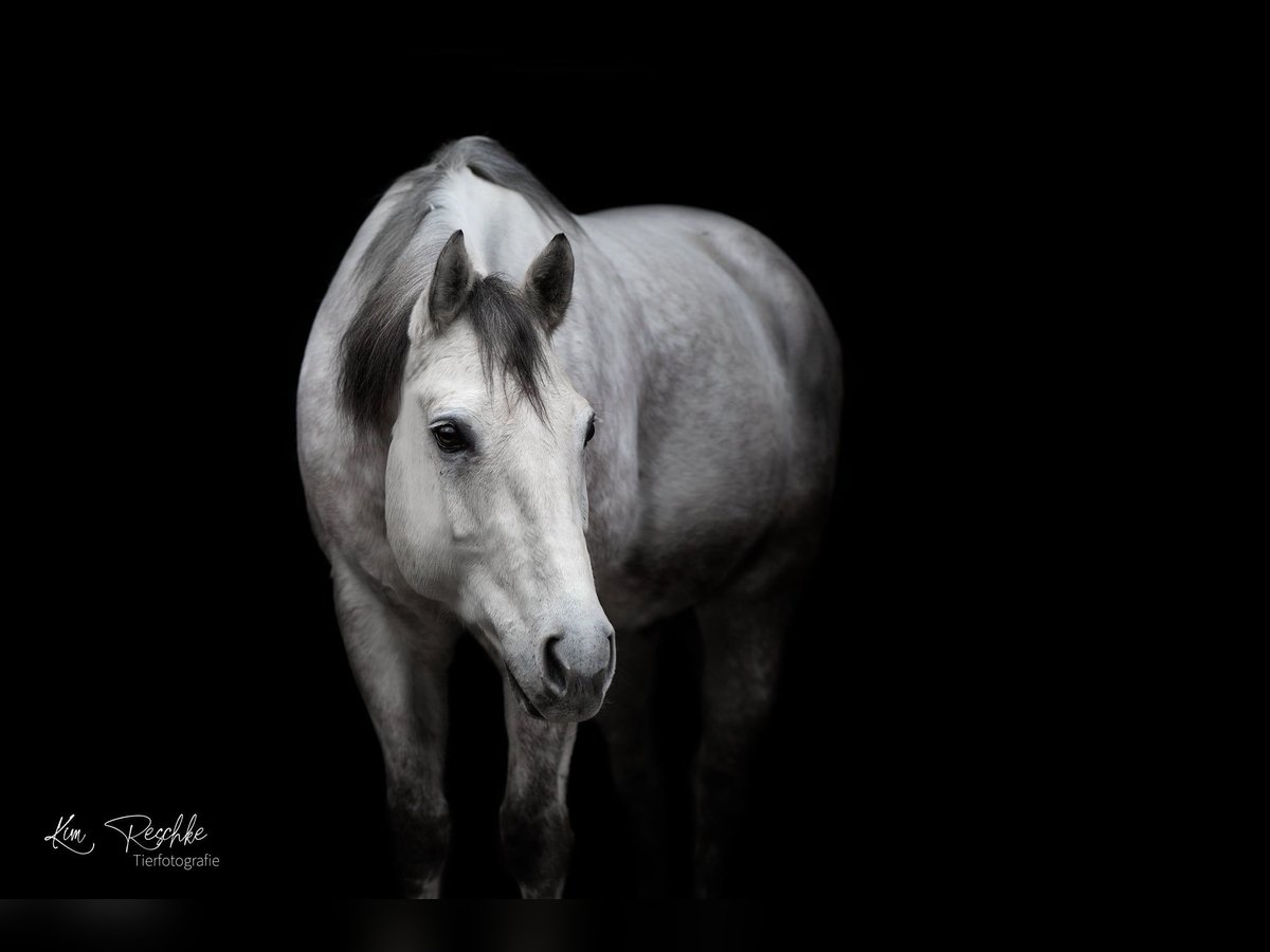 Quarter horse américain Hongre 13 Ans 155 cm Gris in Grabau