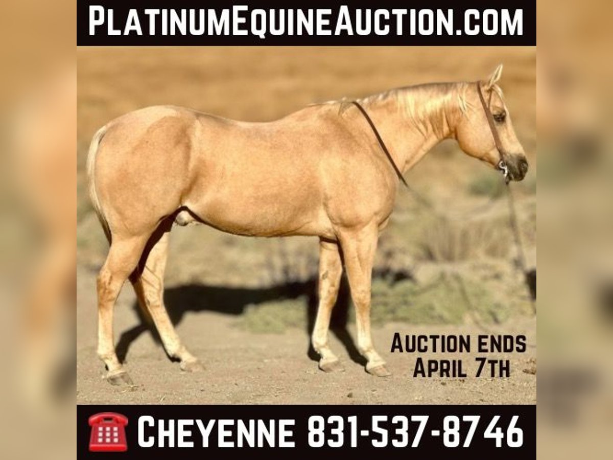 Quarter horse américain Hongre 13 Ans 155 cm Palomino in Bitterwater CA