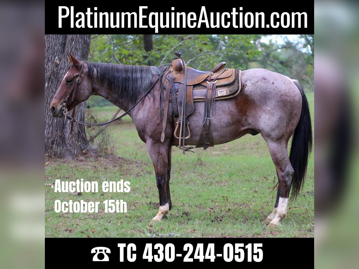 Quarter horse américain Hongre 13 Ans 155 cm Roan-Bay in RUSK, TX