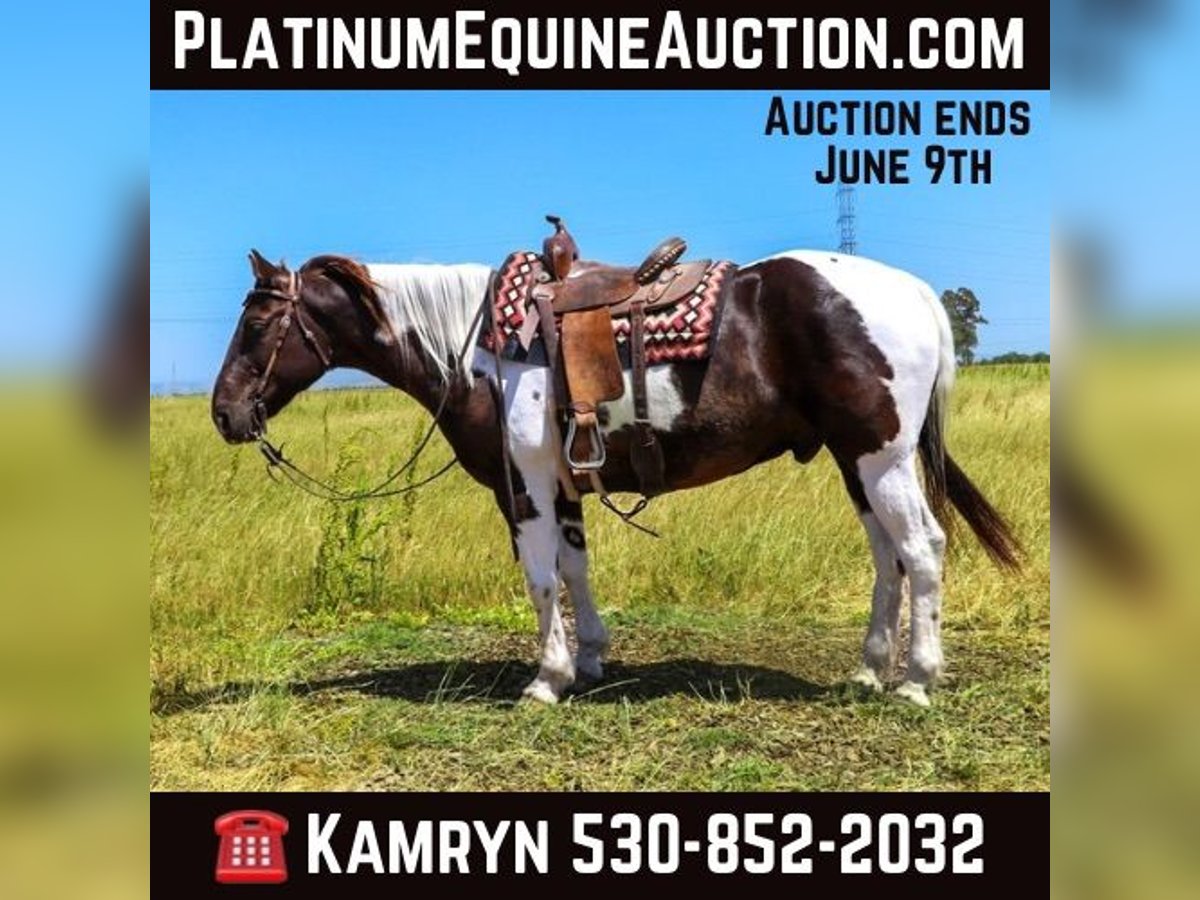 Quarter horse américain Hongre 13 Ans 155 cm Tobiano-toutes couleurs in pleasant grove CA