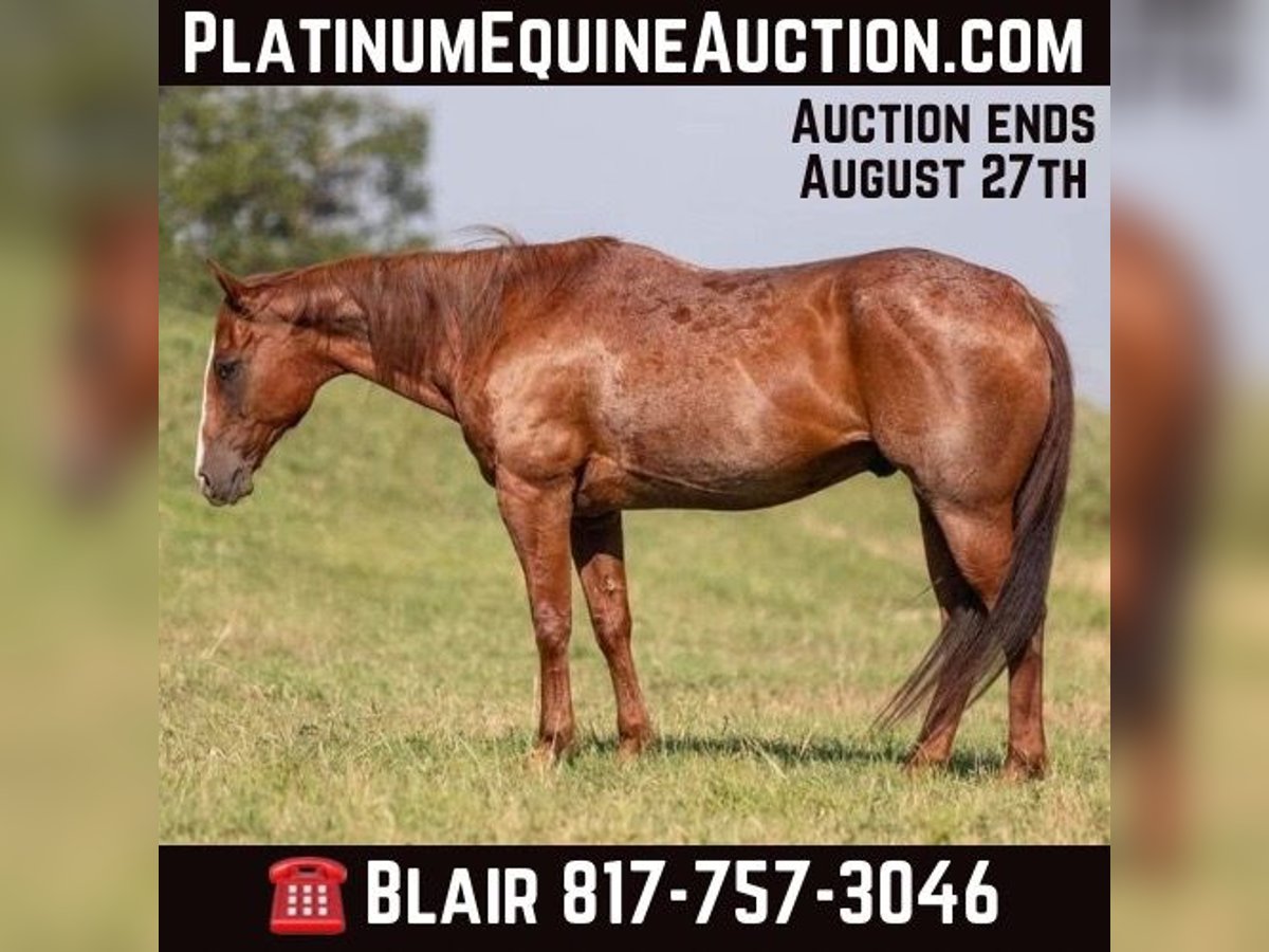 Quarter horse américain Hongre 13 Ans 157 cm Rouan Rouge in Weatherford TX