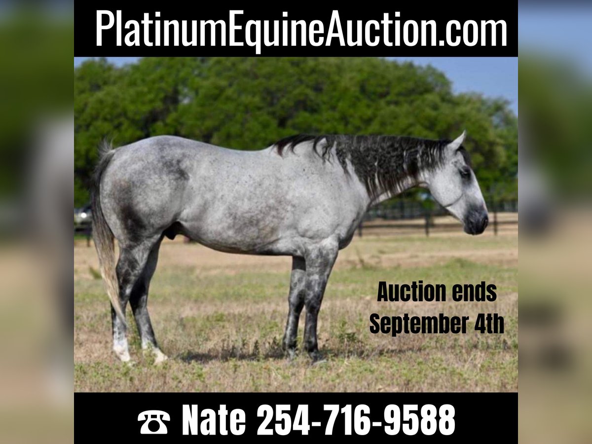 Quarter horse américain Hongre 13 Ans 160 cm Gris pommelé in Waco TX