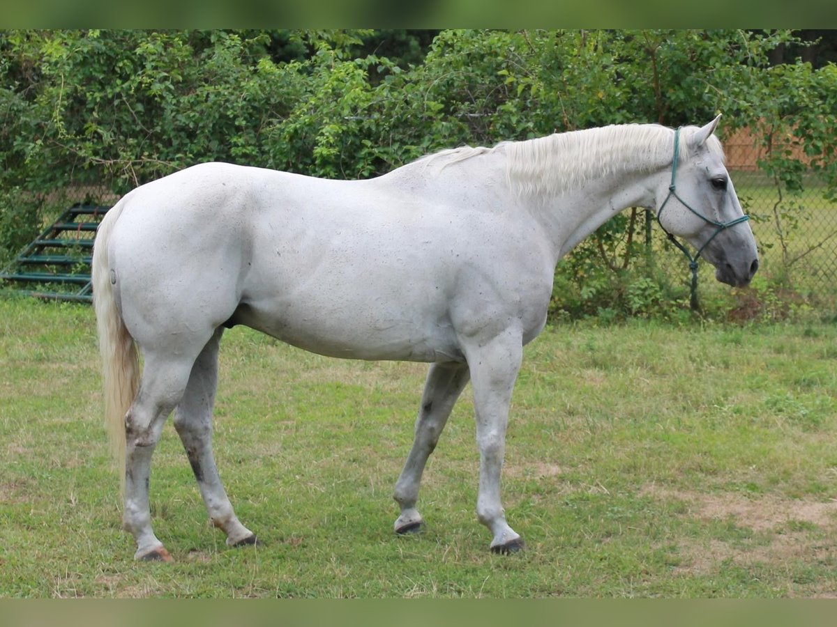 Quarter horse américain Hongre 13 Ans 160 cm Gris in Central Islip