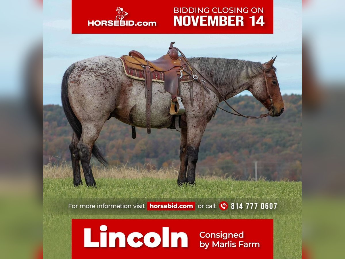 Quarter horse américain Croisé Hongre 13 Ans 160 cm in Rebersburg, PA