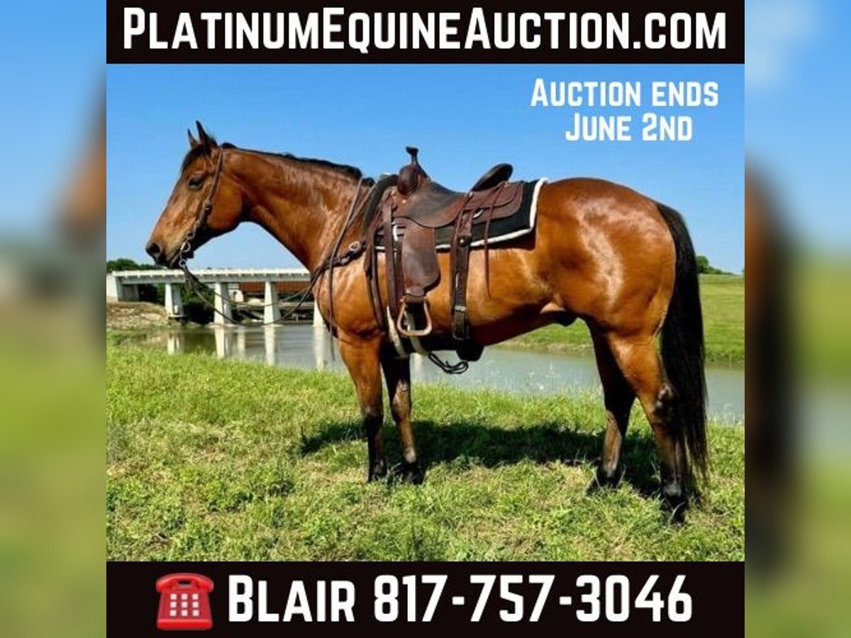 Quarter horse américain Hongre 13 Ans 163 cm Bai cerise in Weatheford TX