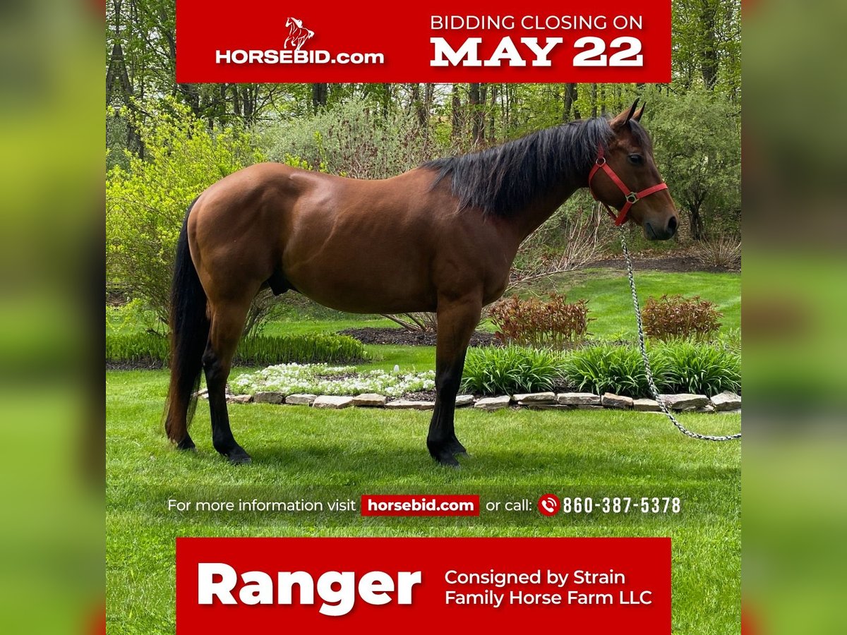 Quarter horse américain Croisé Hongre 13 Ans Bai cerise in Grandby, CT