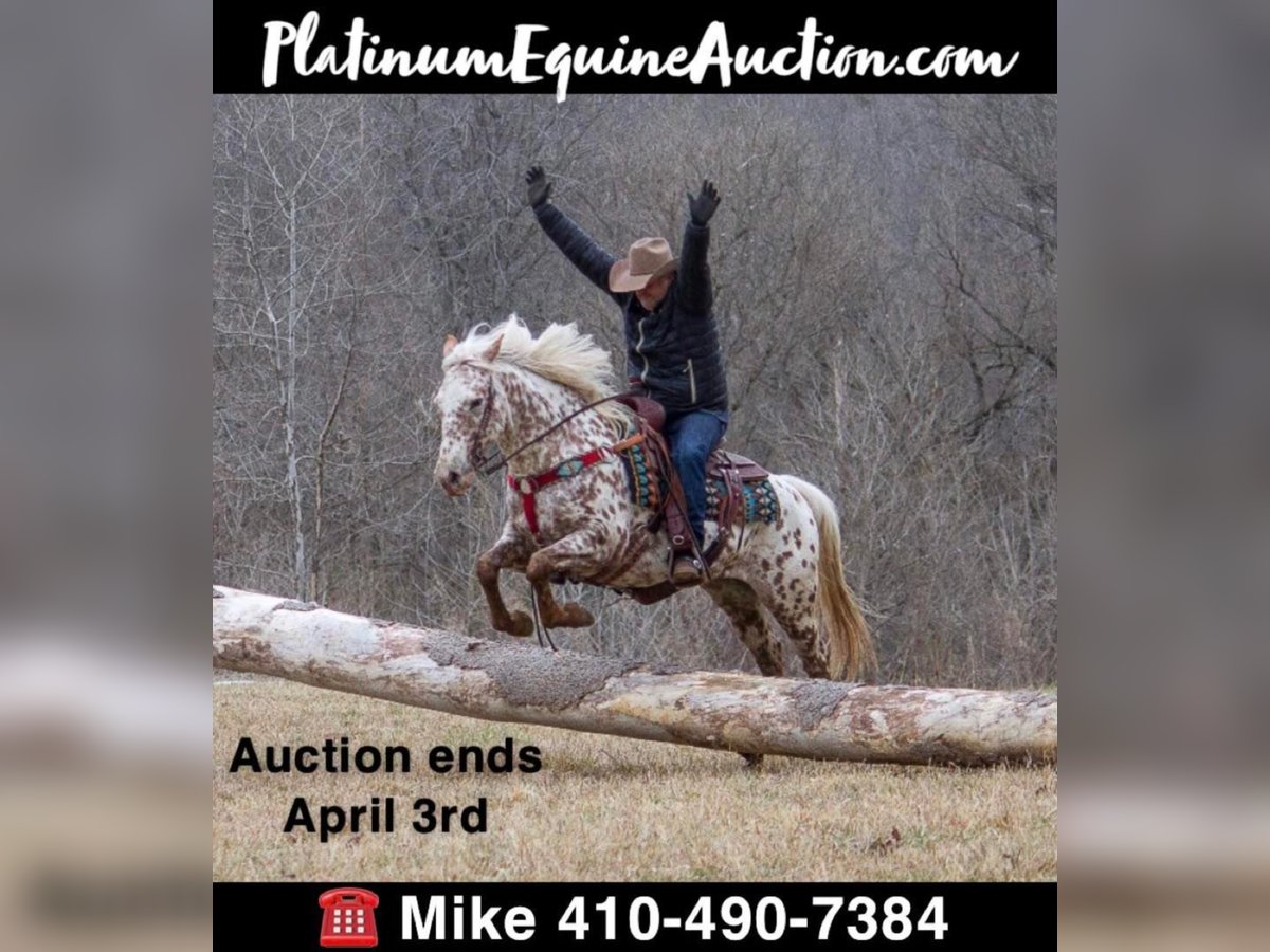 Quarter horse américain Hongre 13 Ans Bai in Mountain Grove MO