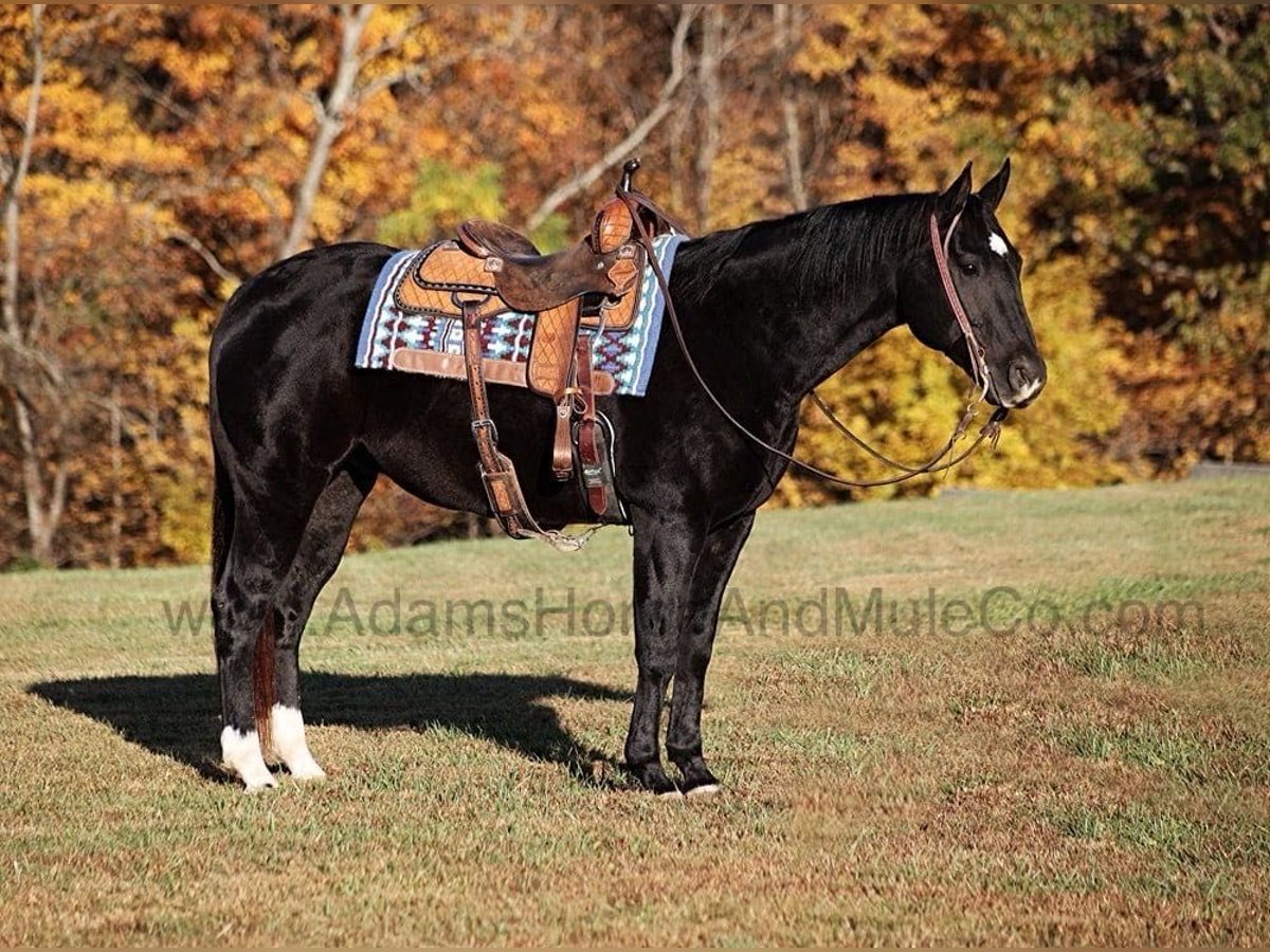 Quarter horse américain Hongre 13 Ans Noir in Mount Vernon