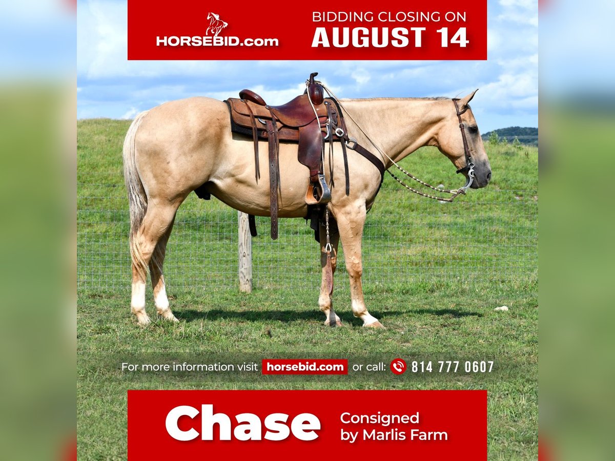 Quarter horse américain Hongre 13 Ans Palomino in Rebersburg, PA
