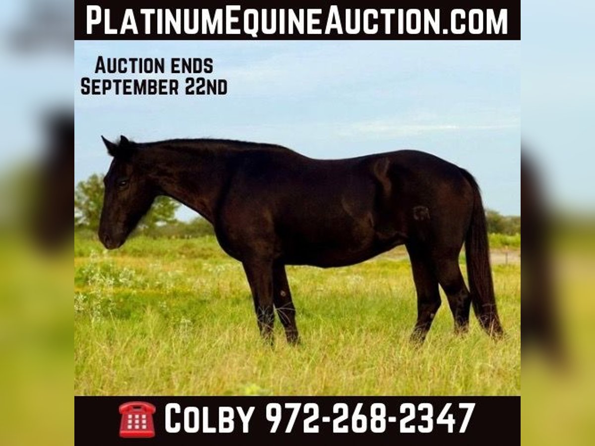 Quarter horse américain Hongre 14 Ans 122 cm Noir in Forney TX