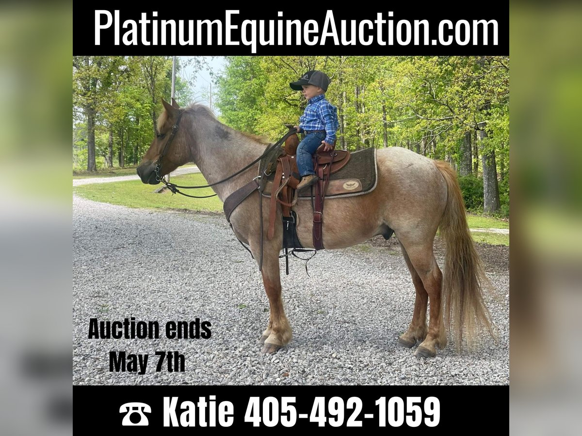 Quarter horse américain Hongre 14 Ans 137 cm Rouan Rouge in Brierfield Al