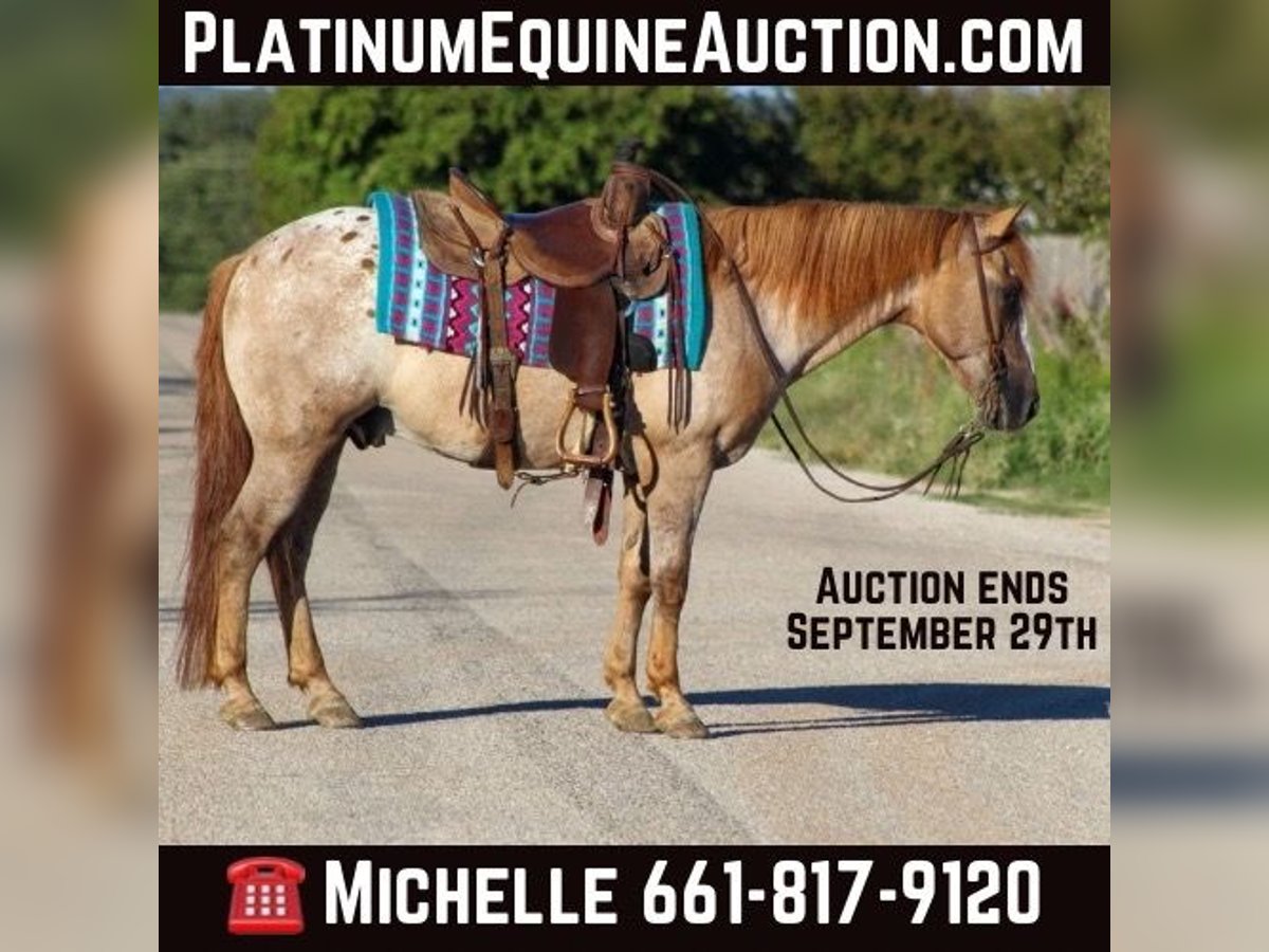 Quarter horse américain Hongre 14 Ans 137 cm Rouan Rouge in Stephenville TX