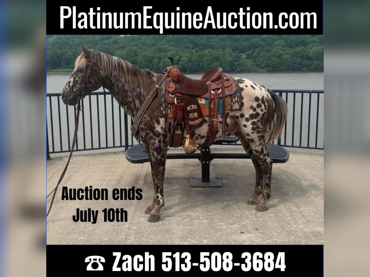 Quarter horse américain Hongre 14 Ans 140 cm Alezan brûlé in West LIberty Ky