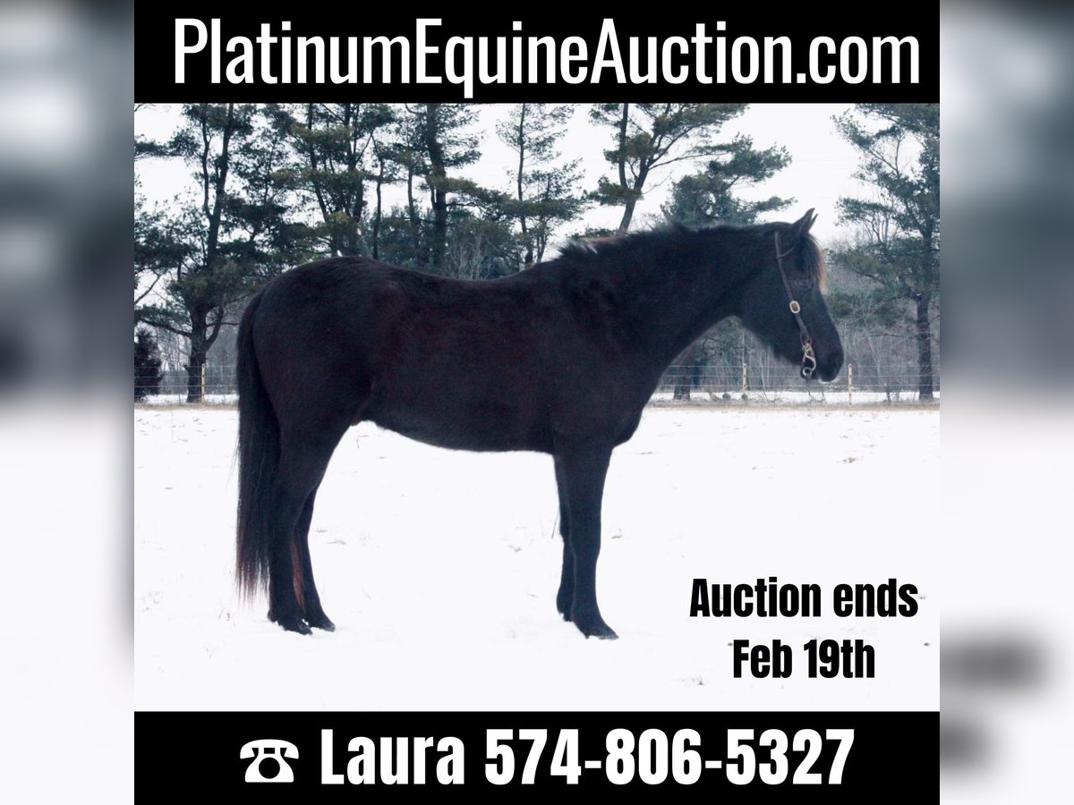 Quarter horse américain Hongre 14 Ans 142 cm Noir in North Judson