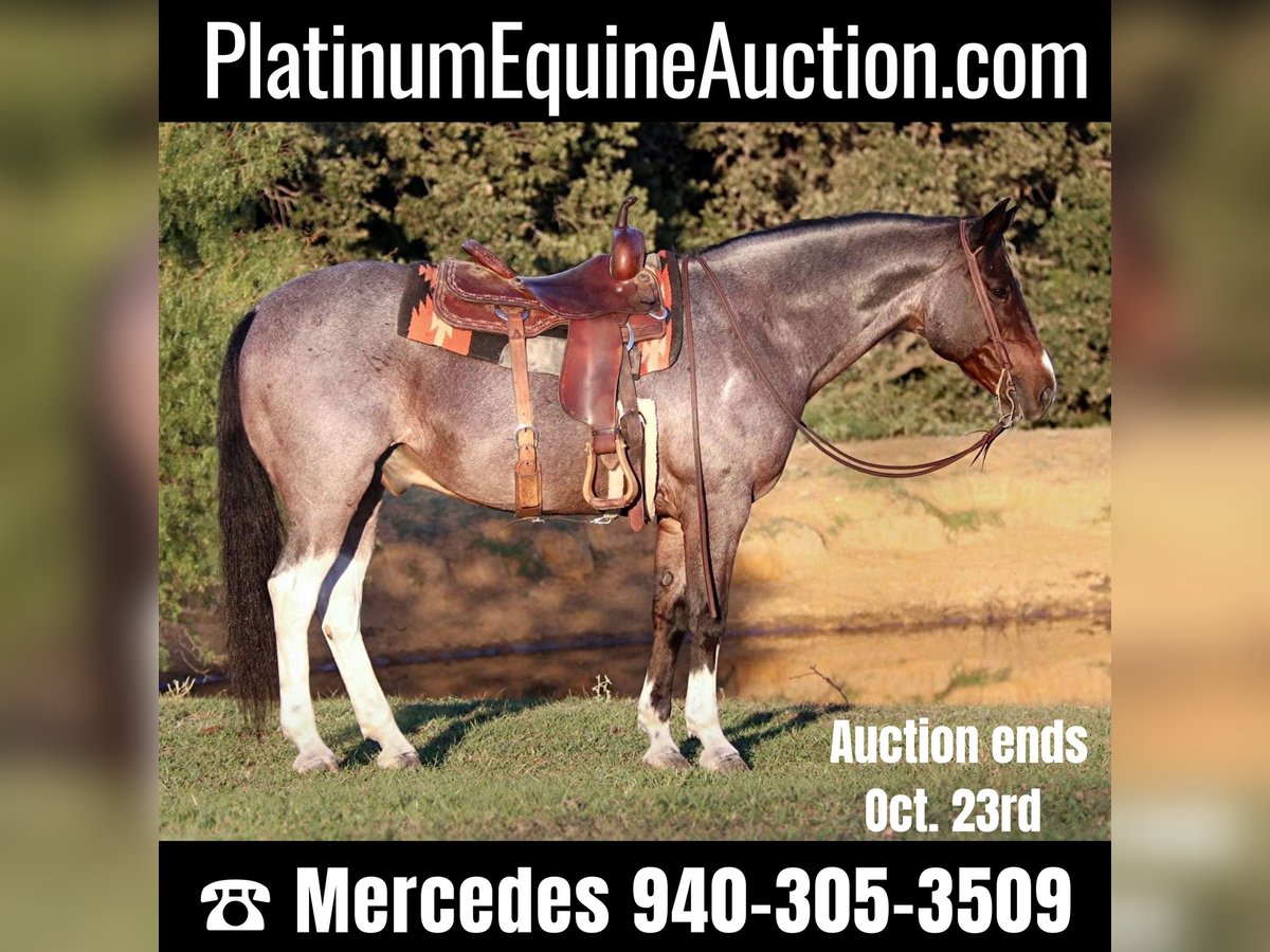 Quarter horse américain Hongre 14 Ans 147 cm Roan-Bay in Cleburne tx