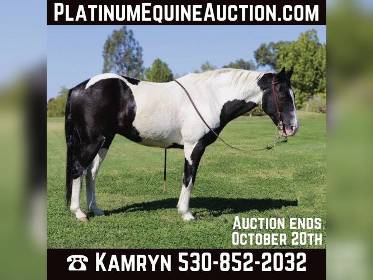 Quarter horse américain Hongre 14 Ans 147 cm Tobiano-toutes couleurs in Pleasant Grove CA