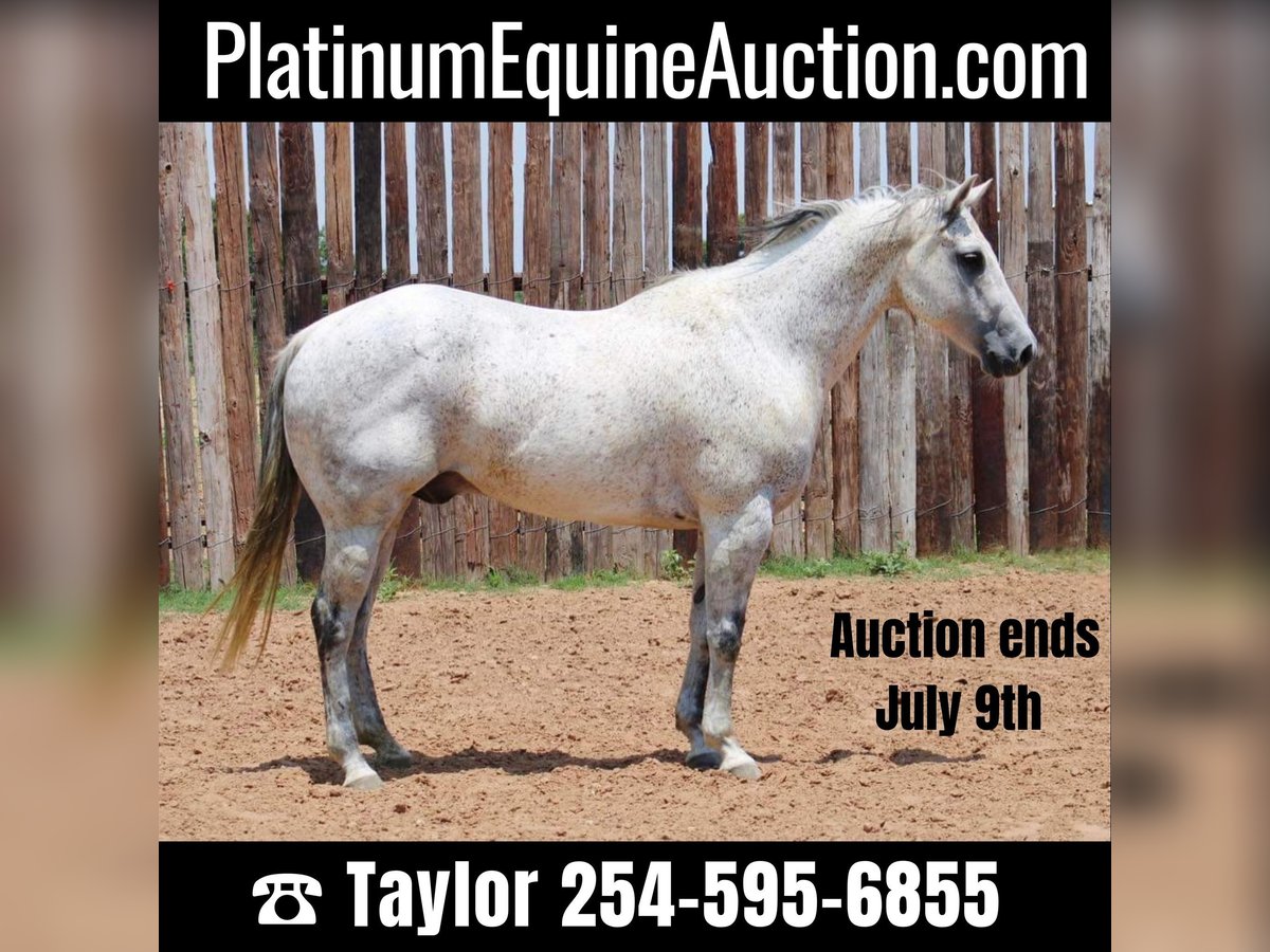 Quarter horse américain Hongre 14 Ans 150 cm Gris pommelé in Morgan Mill TX