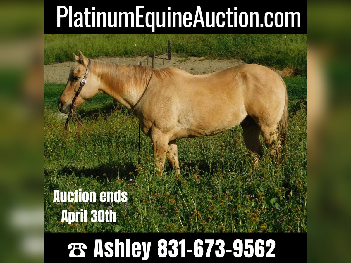 Quarter horse américain Hongre 14 Ans 150 cm Palomino in pAICINES, ca