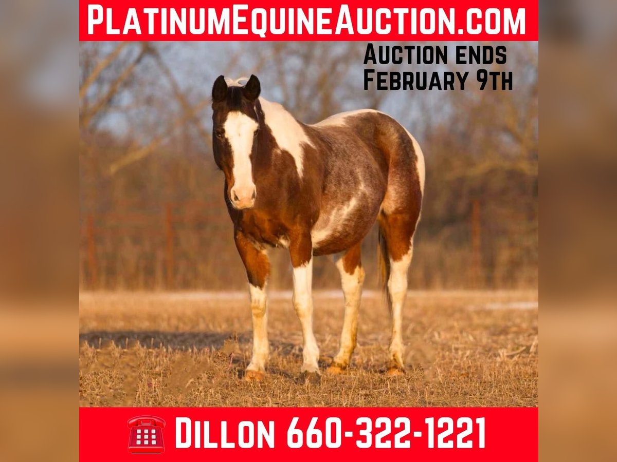 Quarter horse américain Hongre 14 Ans 150 cm Roan-Bay in Carrolton, Mo