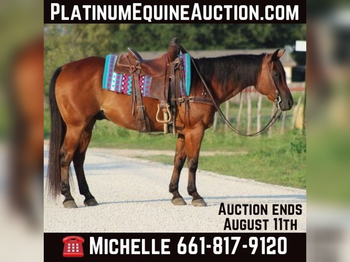 Quarter horse américain Hongre 14 Ans 152 cm Bai cerise in Stephenville TX