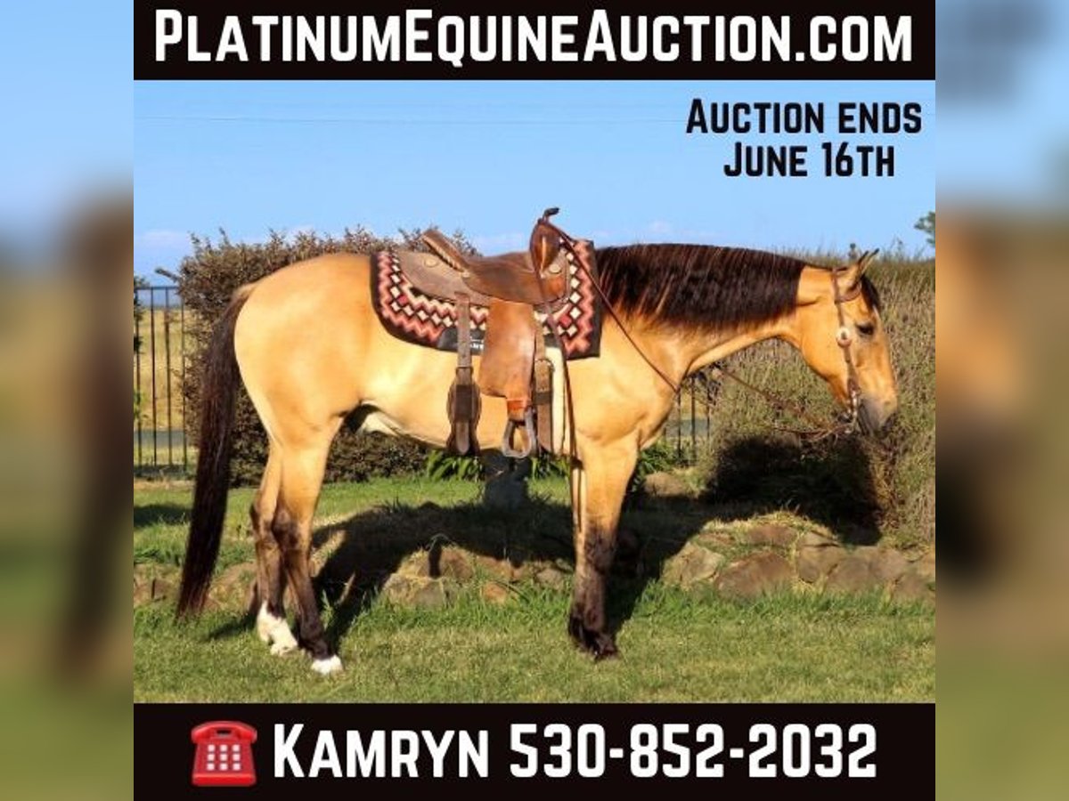 Quarter horse américain Hongre 14 Ans 152 cm Buckskin in Pleasant Grove GA