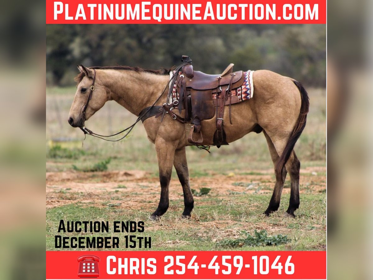 Quarter horse américain Hongre 14 Ans 152 cm Buckskin in Stephenville TX