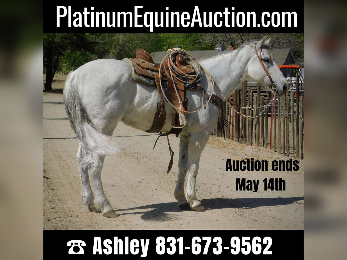 Quarter horse américain Hongre 14 Ans 152 cm Gris in Paicines CA