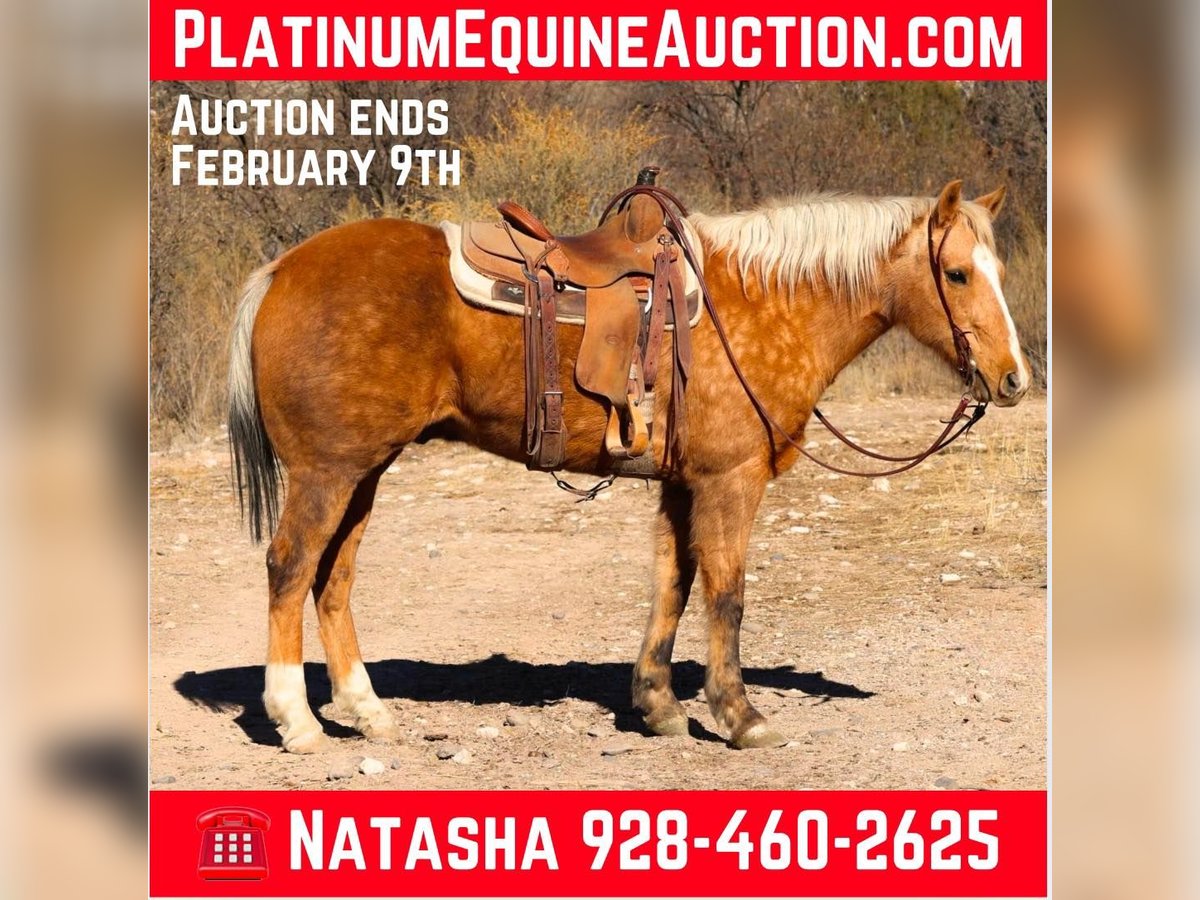 Quarter horse américain Hongre 14 Ans 152 cm Palomino in Camp Verde AZ