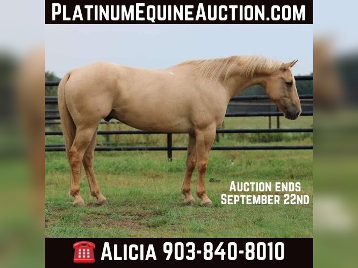 Quarter horse américain Hongre 14 Ans 152 cm Palomino in Willis Point TX