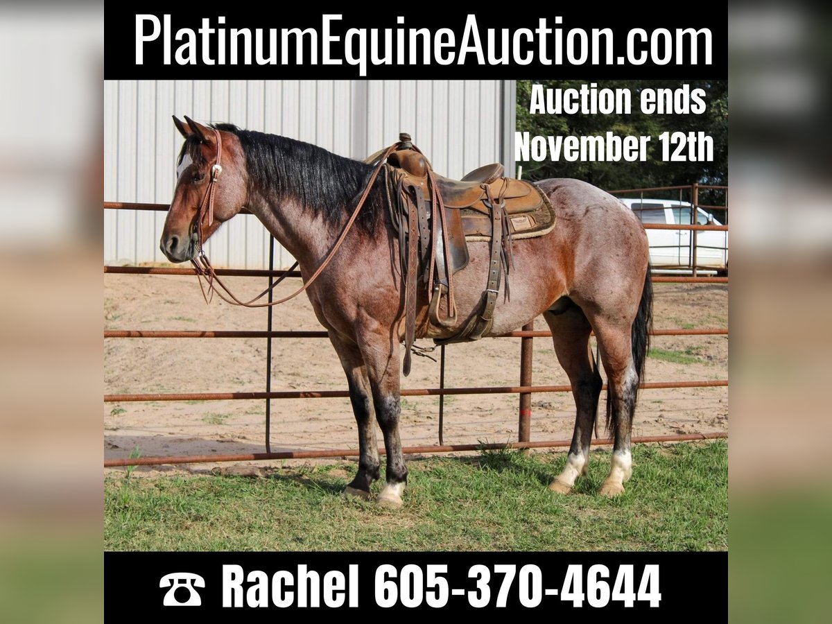 Quarter horse américain Hongre 14 Ans 152 cm Roan-Bay in Rusk TX