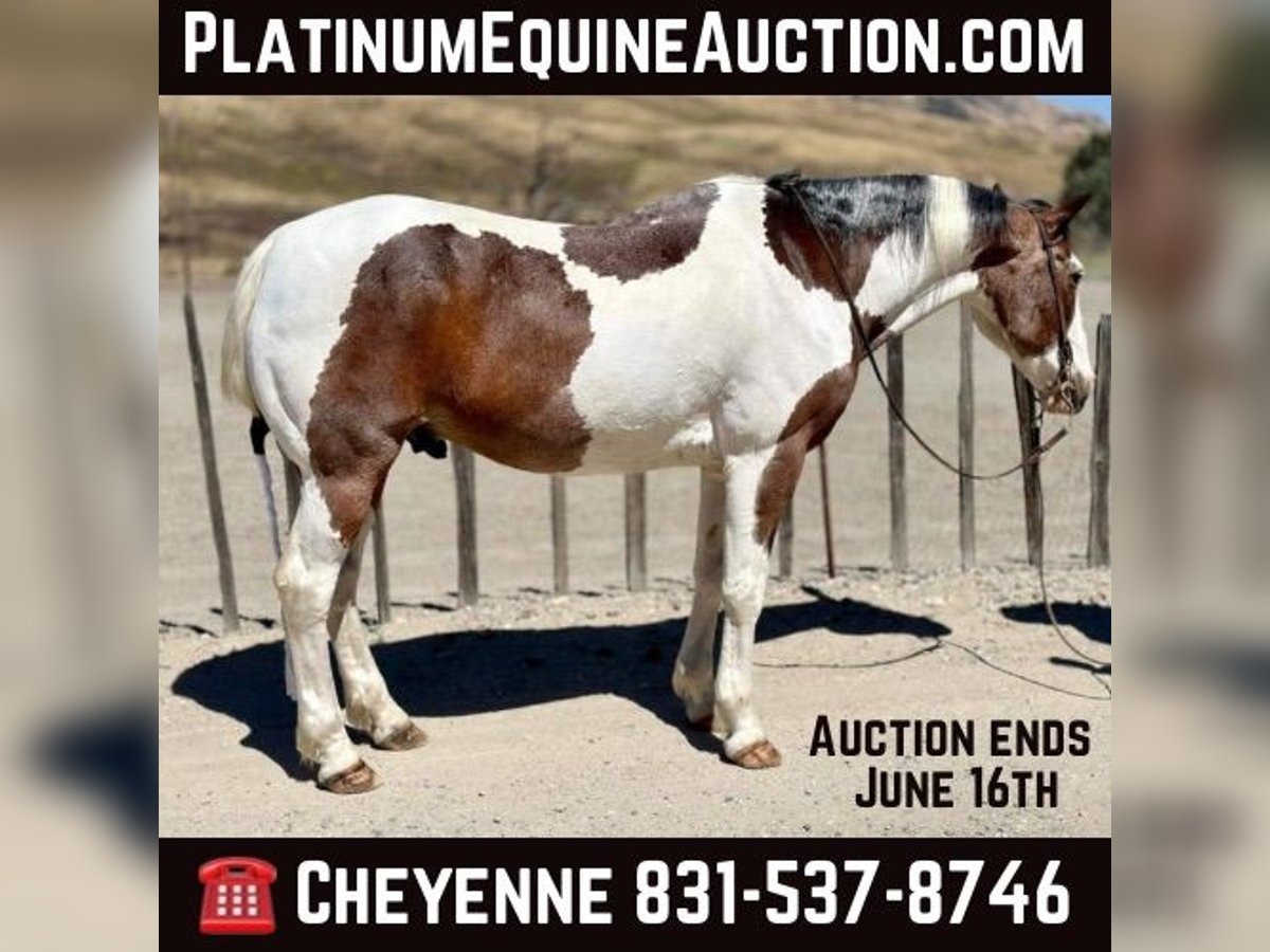 Quarter horse américain Hongre 14 Ans 152 cm Tobiano-toutes couleurs in Bitterwater CA