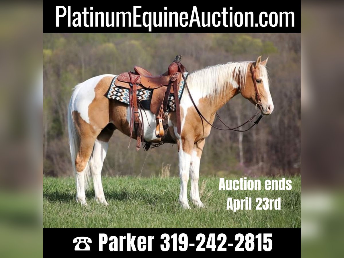 Quarter horse américain Hongre 14 Ans 152 cm Tobiano-toutes couleurs in Brodhead KY