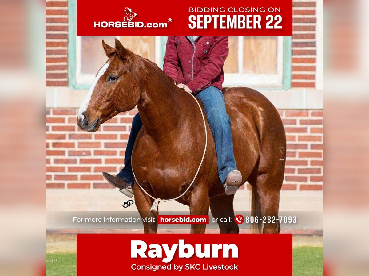 Quarter horse américain Hongre 14 Ans 155 cm Alezan cuivré in Canyon, TX