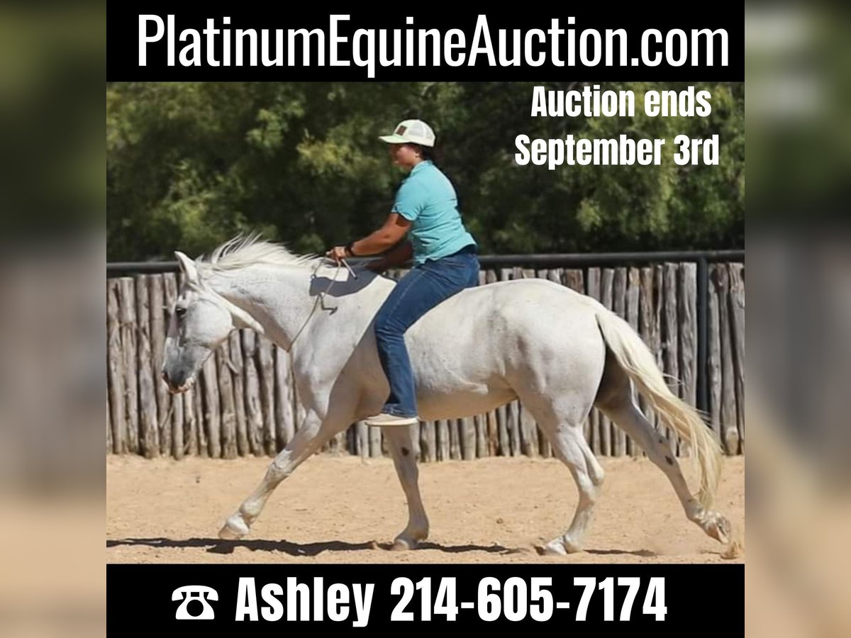 Quarter horse américain Hongre 14 Ans 155 cm Gris in Weatherford, TX