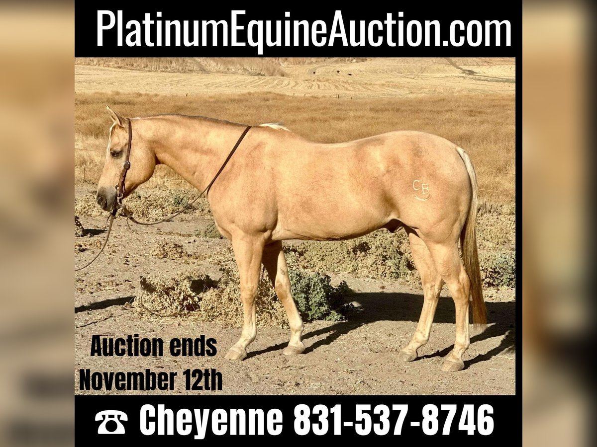 Quarter horse américain Hongre 14 Ans 155 cm Palomino in Bitterwater CA