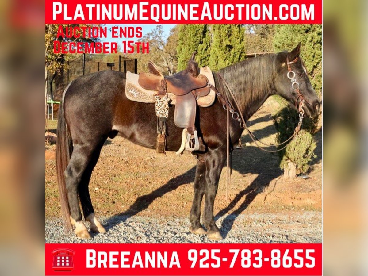 Quarter horse américain Hongre 14 Ans 155 cm Roan-Bay in Valley Springs CA