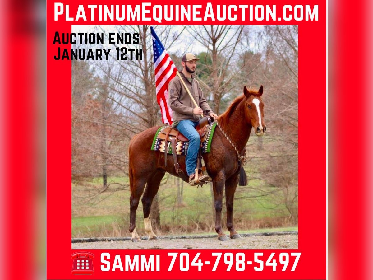 Quarter horse américain Hongre 14 Ans 157 cm Alezan brûlé in Brooksville KY